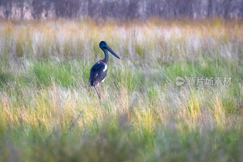 宽水湖自然保护区的黑颈鹤(nephipiorhynchus asiaticus)。